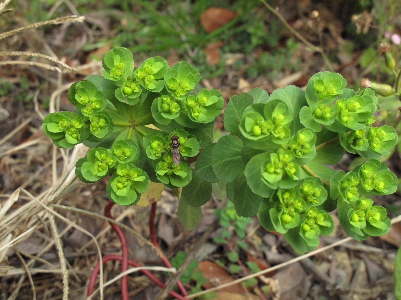 岱山岛为什么叫岱山岛呢,岱山岛定位