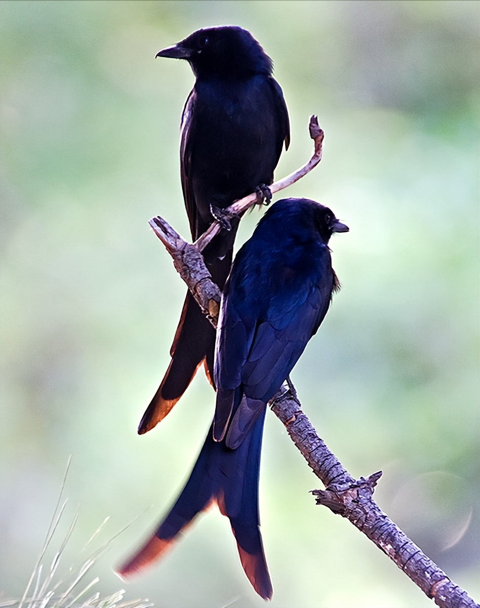 50张最佳鸟类摄影作品,鸟儿大全大图