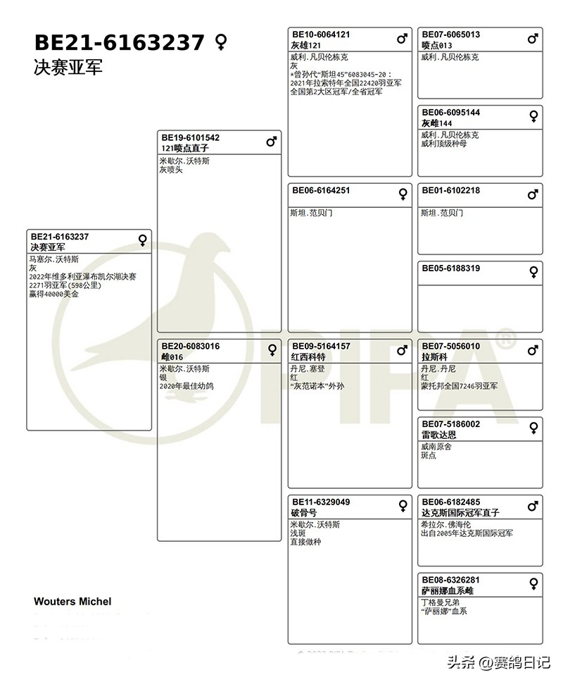 各大公棚冠军鸽,维多利亚公棚