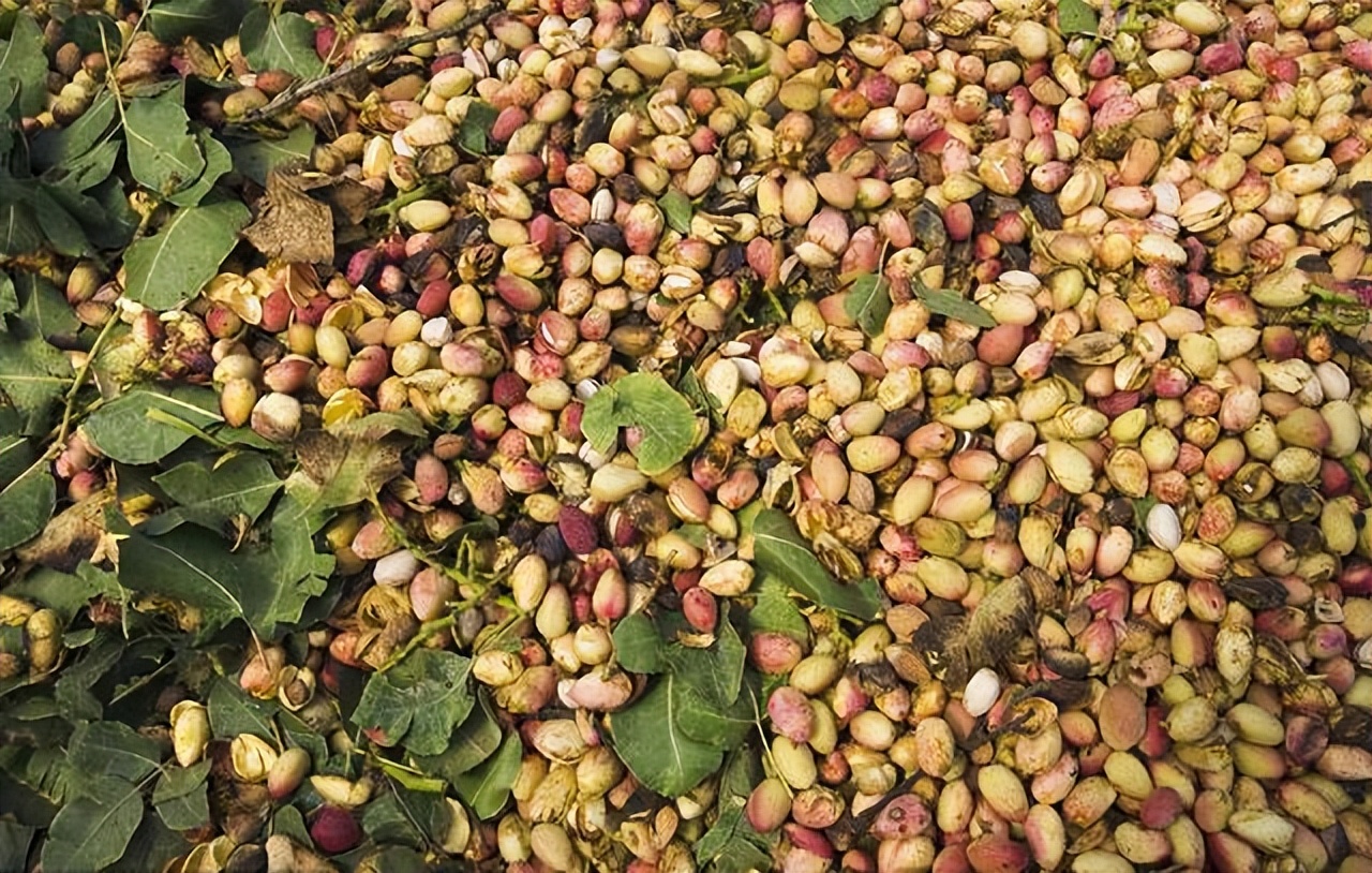 开心果干果店,干果开心果原色