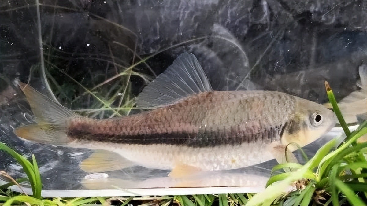 萍乡国字号农产品,江西十大品牌农产品