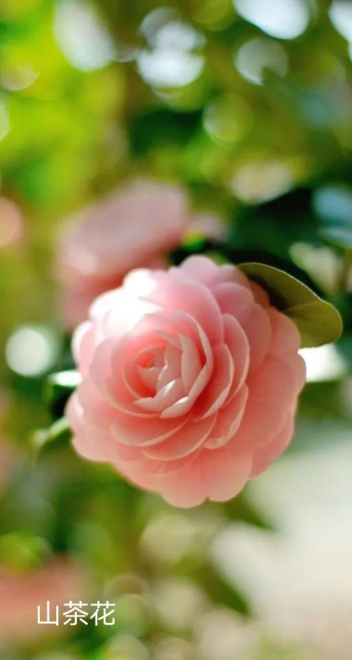 100种花草图片欣赏,50种花草图片大全