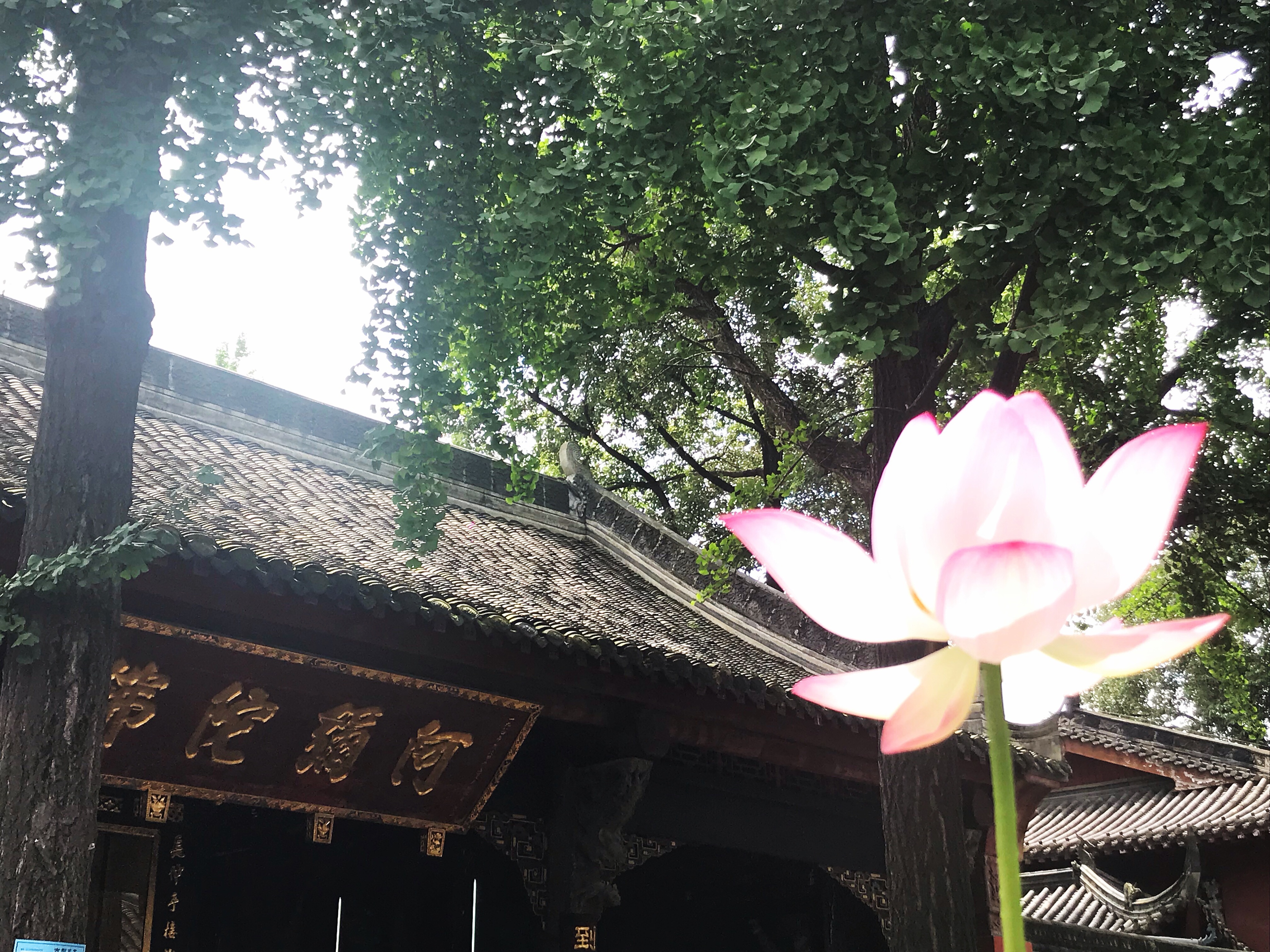 烈日炎炎赏荷花清凉一夏,京郊赏荷领略夏日之美