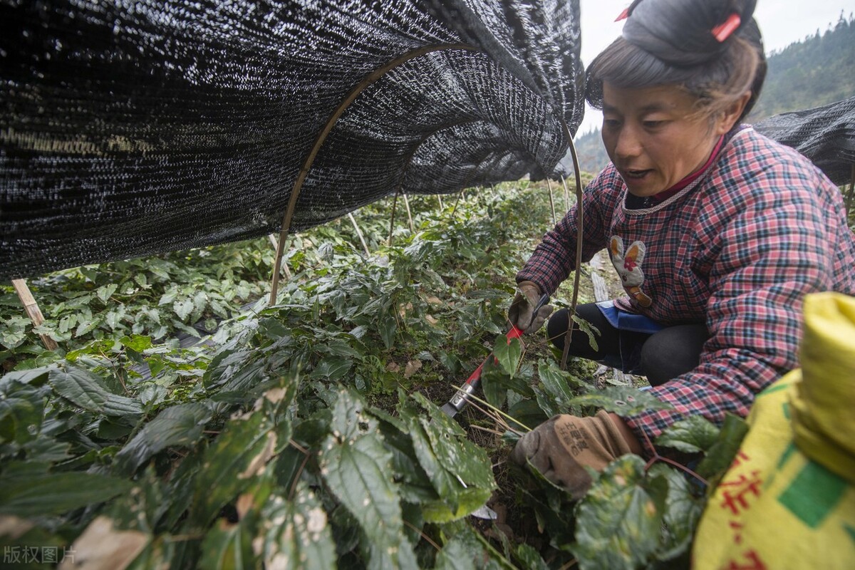 淫羊藿近几年价格稳定吗,淫羊藿现今涨价多少1公斤