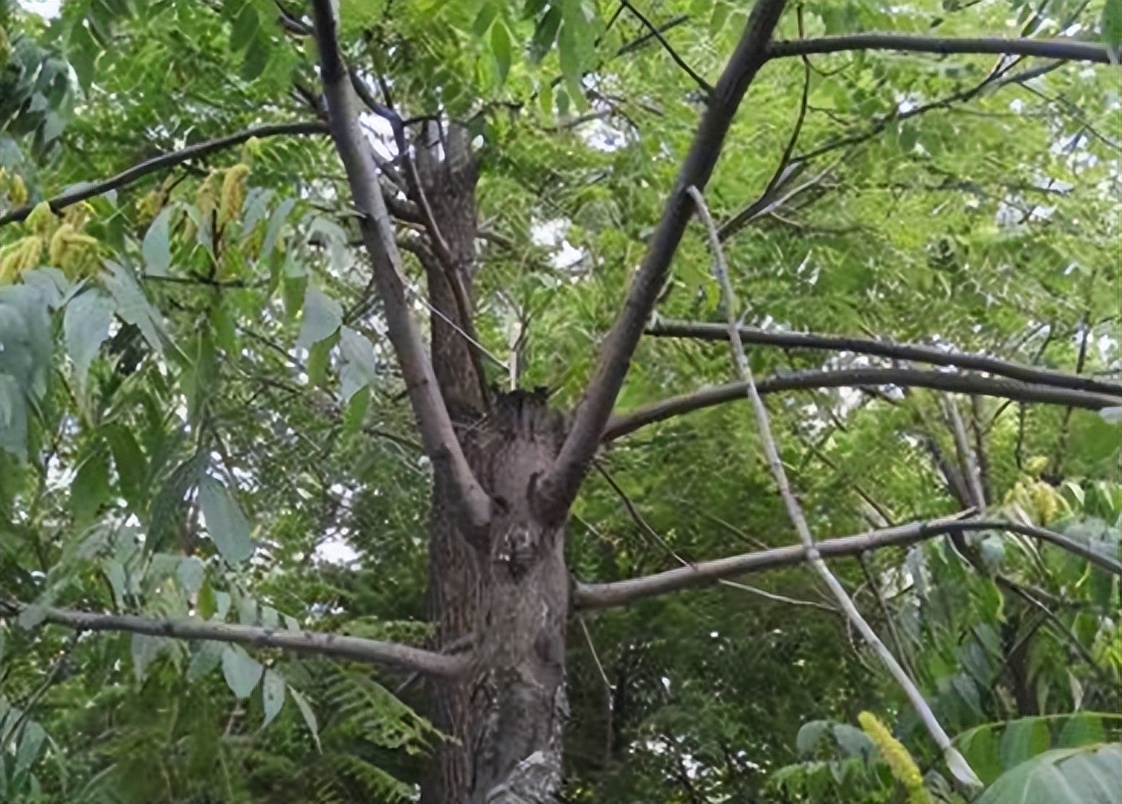 圆果化香有何化学成分？其活性分析有何成果？