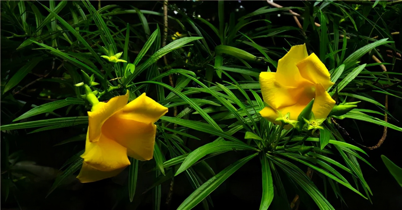 公园路边植物图片,路边的小植物有哪些