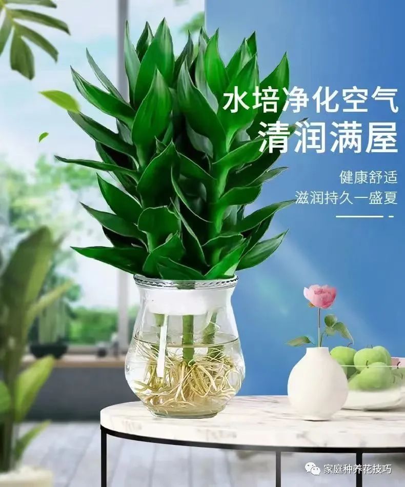 镇宅养花,家里养花养哪几种好风水