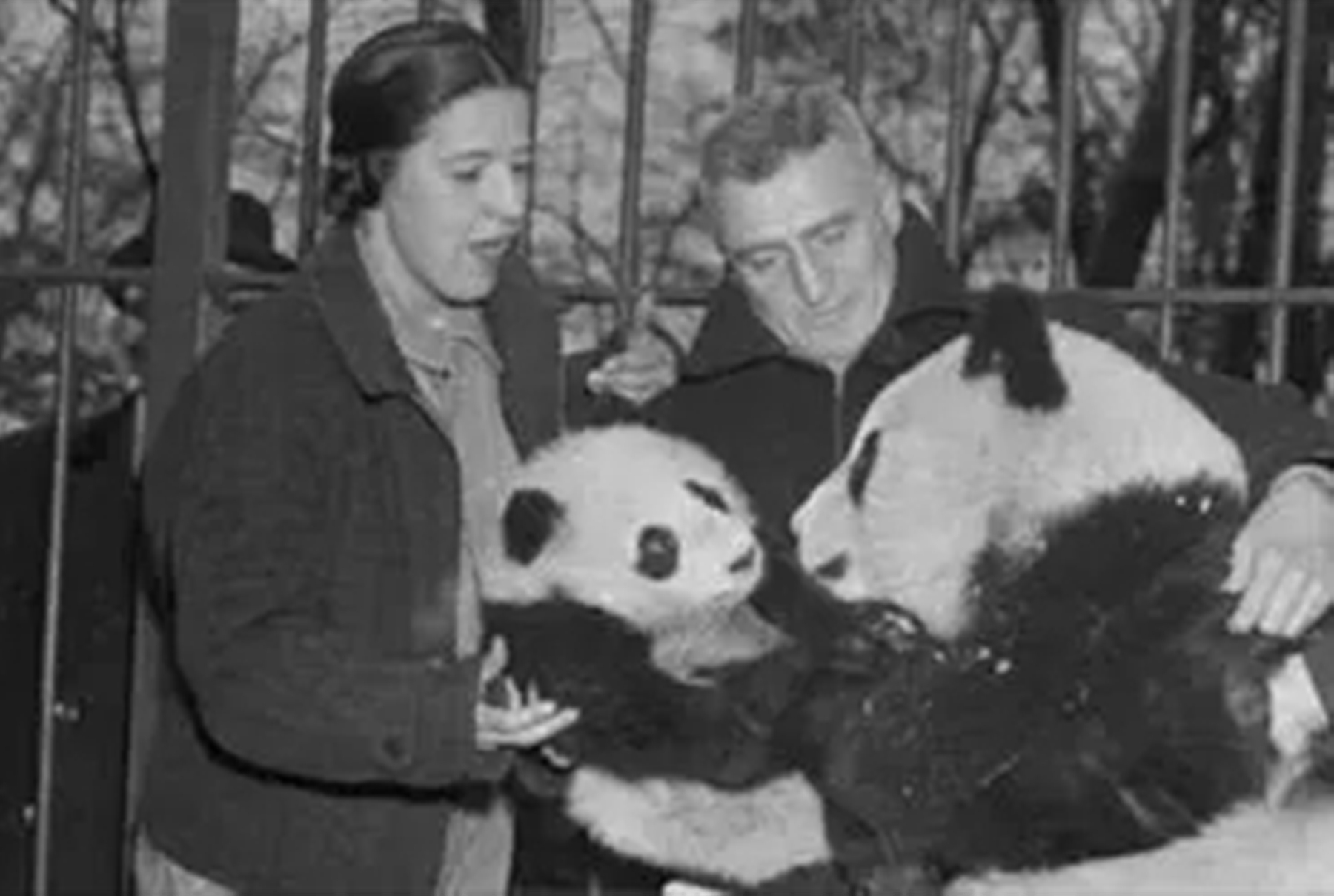 1937年大熊猫被外国人偷走,1939年被伦敦偷走的大熊猫