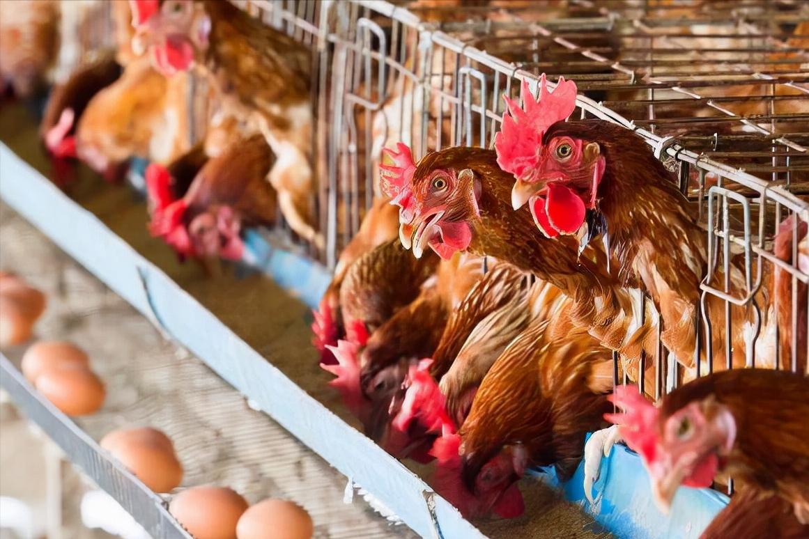 鸡的祖先是霸王龙？它为何每天都下蛋，细数鸡身上的“恐龙基因”