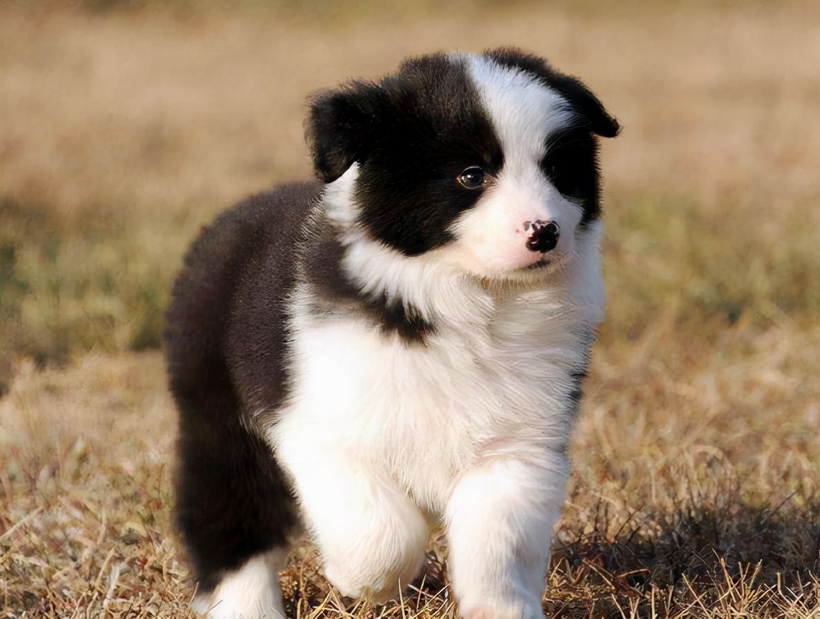 边牧除了智商高，还有这几个优点值得你饲养