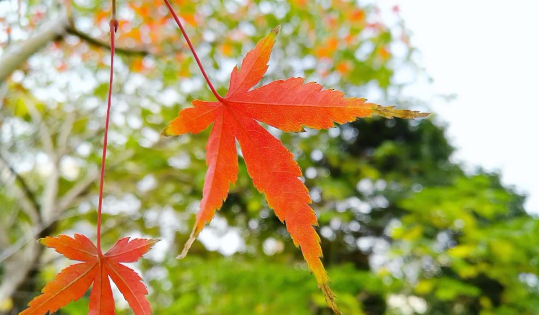 憋尿后膀胱胀痛的缓解方法,憋尿憋得膀胱胀痛怎么办