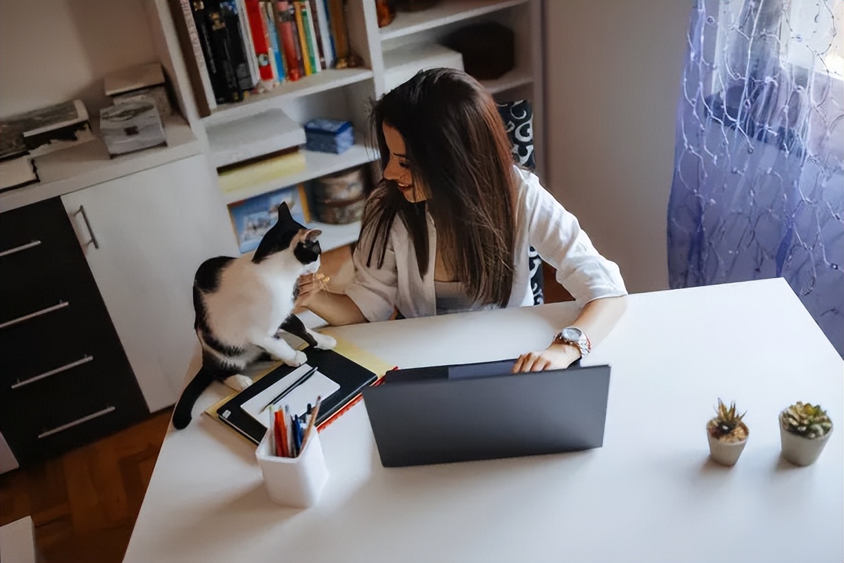 养猫指南入门,猫怎么养最全的新手养猫攻略