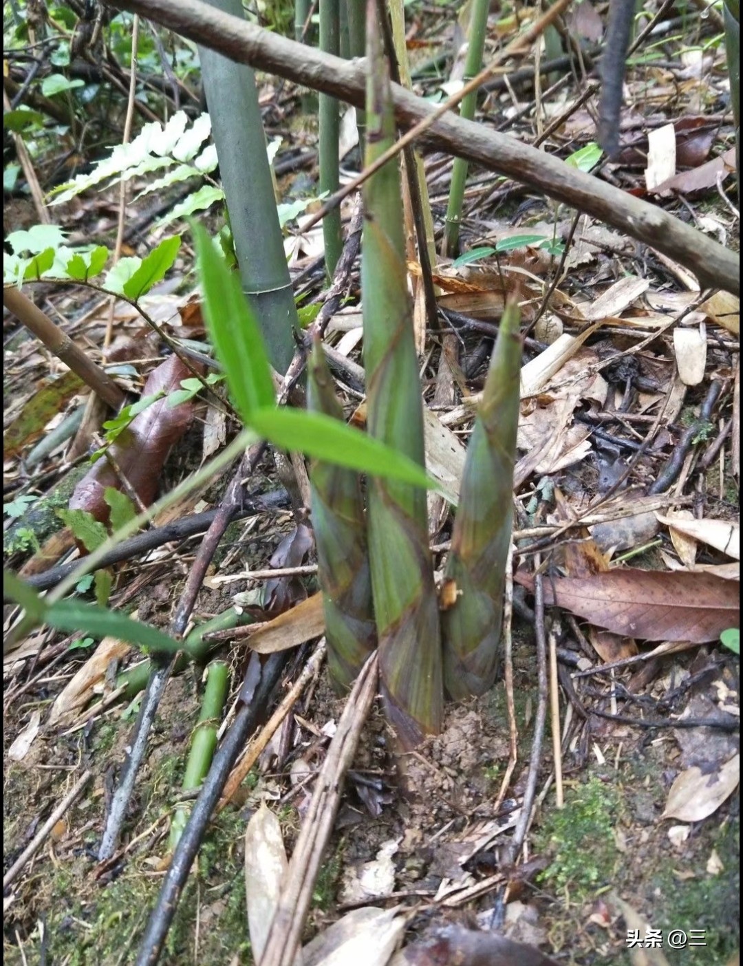 二姐素描画,老妈素描图片