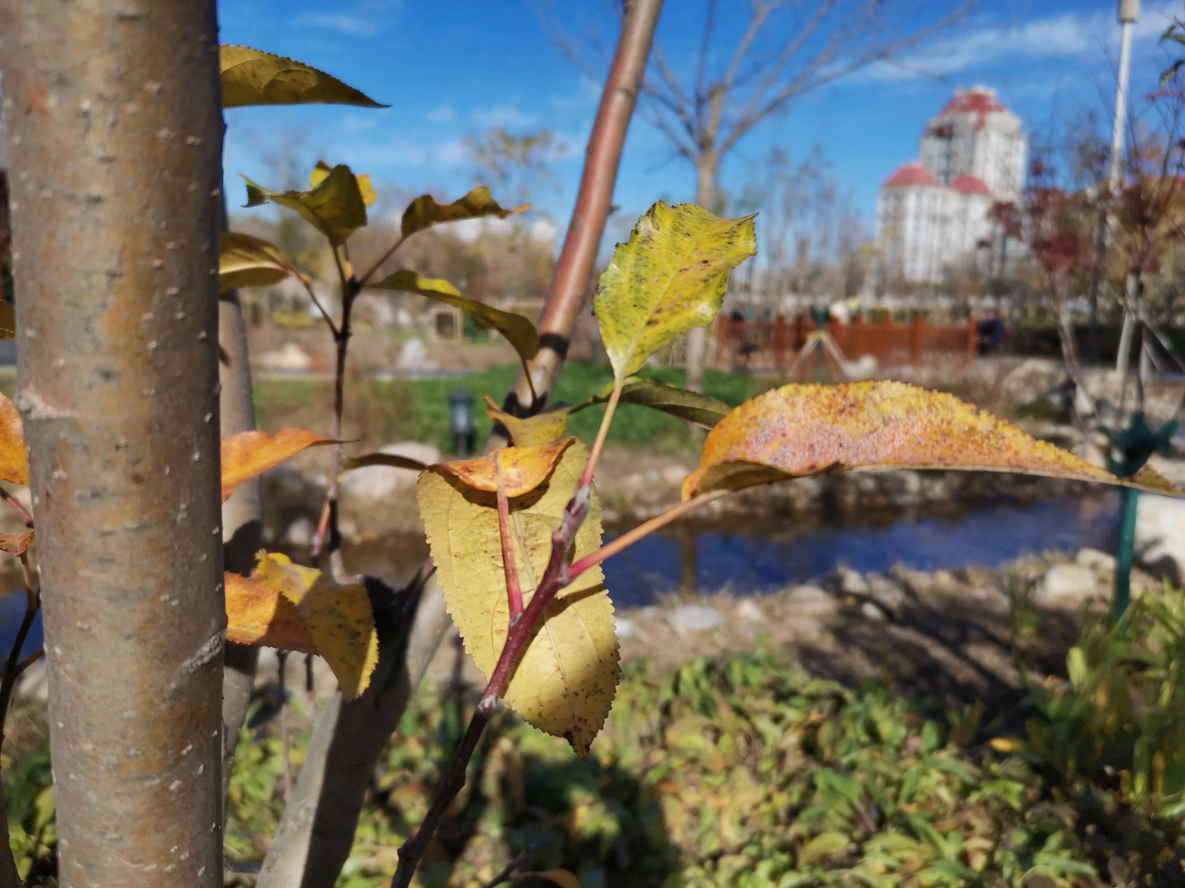 天津冬天适合漫步的公园,天津公园赏秋游玩攻略
