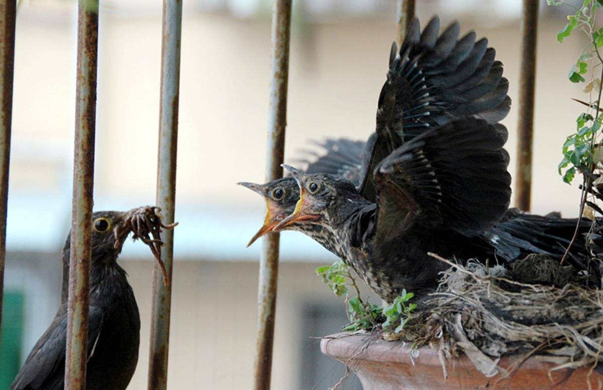 鸟进门有什么讲究,三鸟进宅寓意