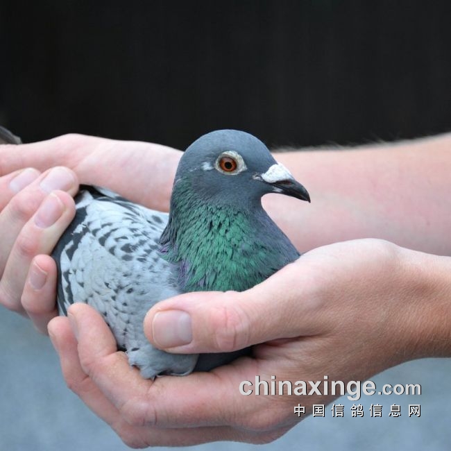 万里挑一的获奖者图片,万里挑一比赛视频