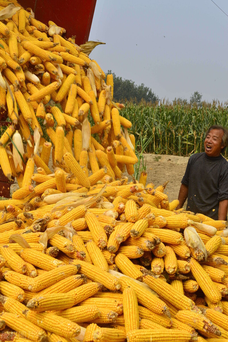 玉米“疯狂”涨价，年前会不会有“大坑”？12月1日全国玉米价格