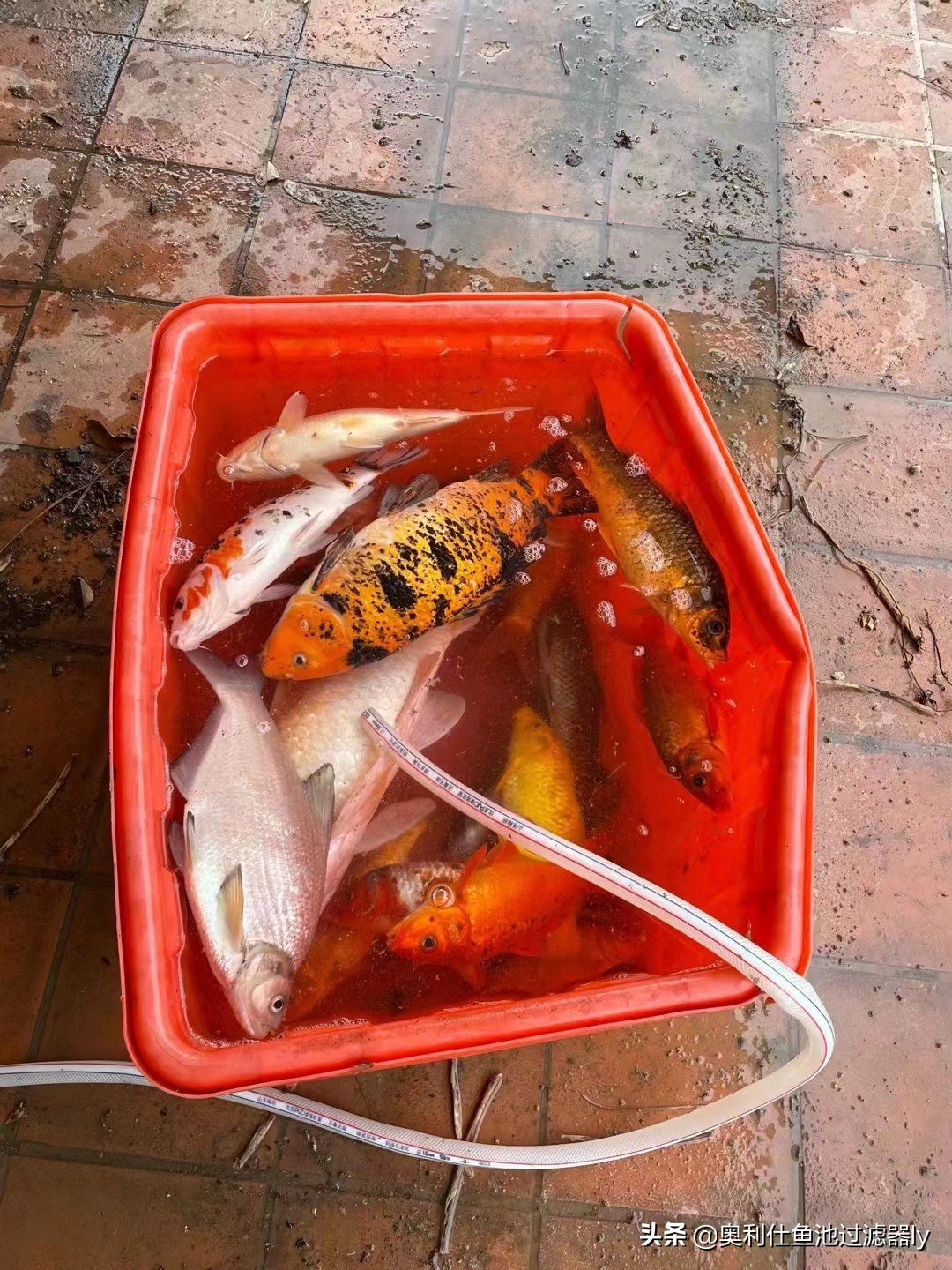 锦鲤鱼池清洗方法,鱼池里锦鲤总是死