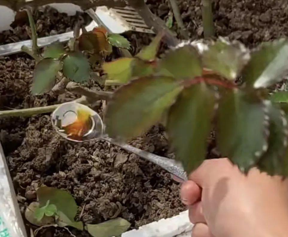 王大爷教你养花,王大爷养花全集