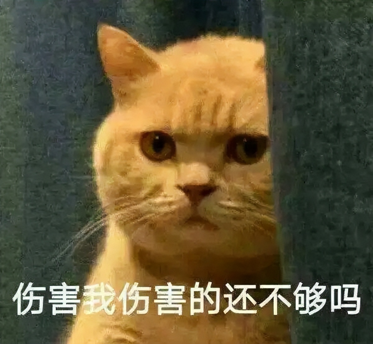 一不小心成变态！“Ilovecat”不是“我喜欢猫”