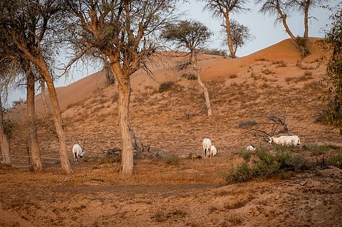 哈伊马角利兹卡尔顿,哈伊马角沙漠丽思卡尔顿酒店