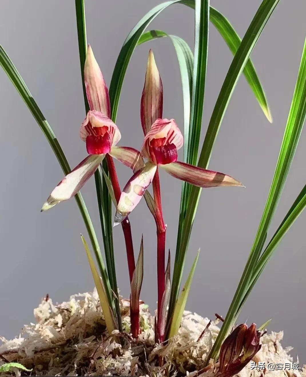 最名贵的兰花排名第一名,史上天价兰花前十名