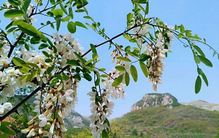 济南3-4月份赏花适合去哪里旅游,五一济南哪里好玩
