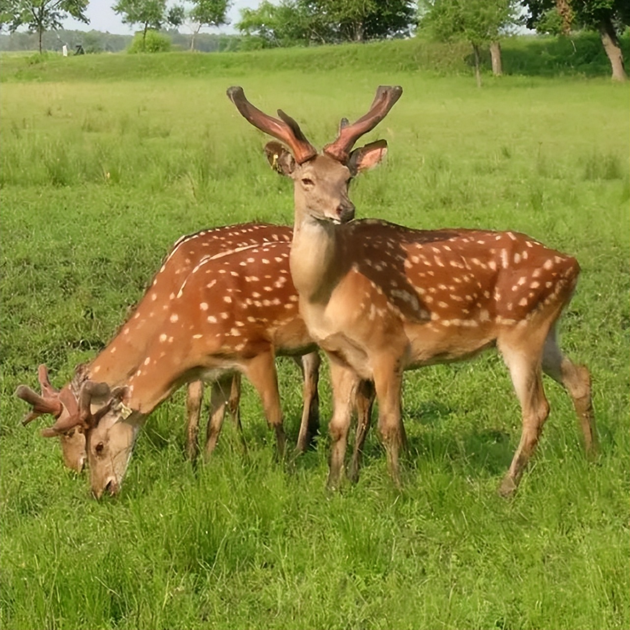 梅花鹿为什么没有梅花斑点,为什么梅花鹿没有角