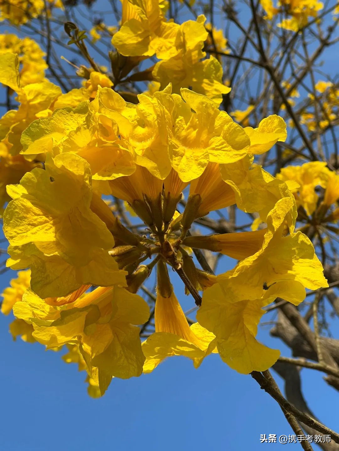 黄花风铃木品种介绍,黄花风铃木生长缓慢