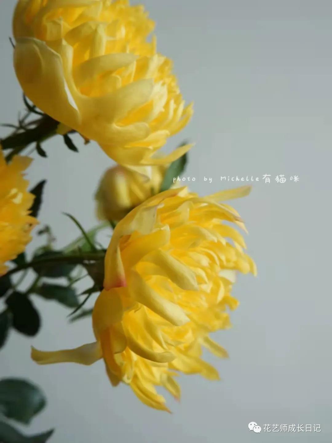 100朵玫瑰vol.50|烟花波浪玫瑰，菊里菊气，花开如烟火