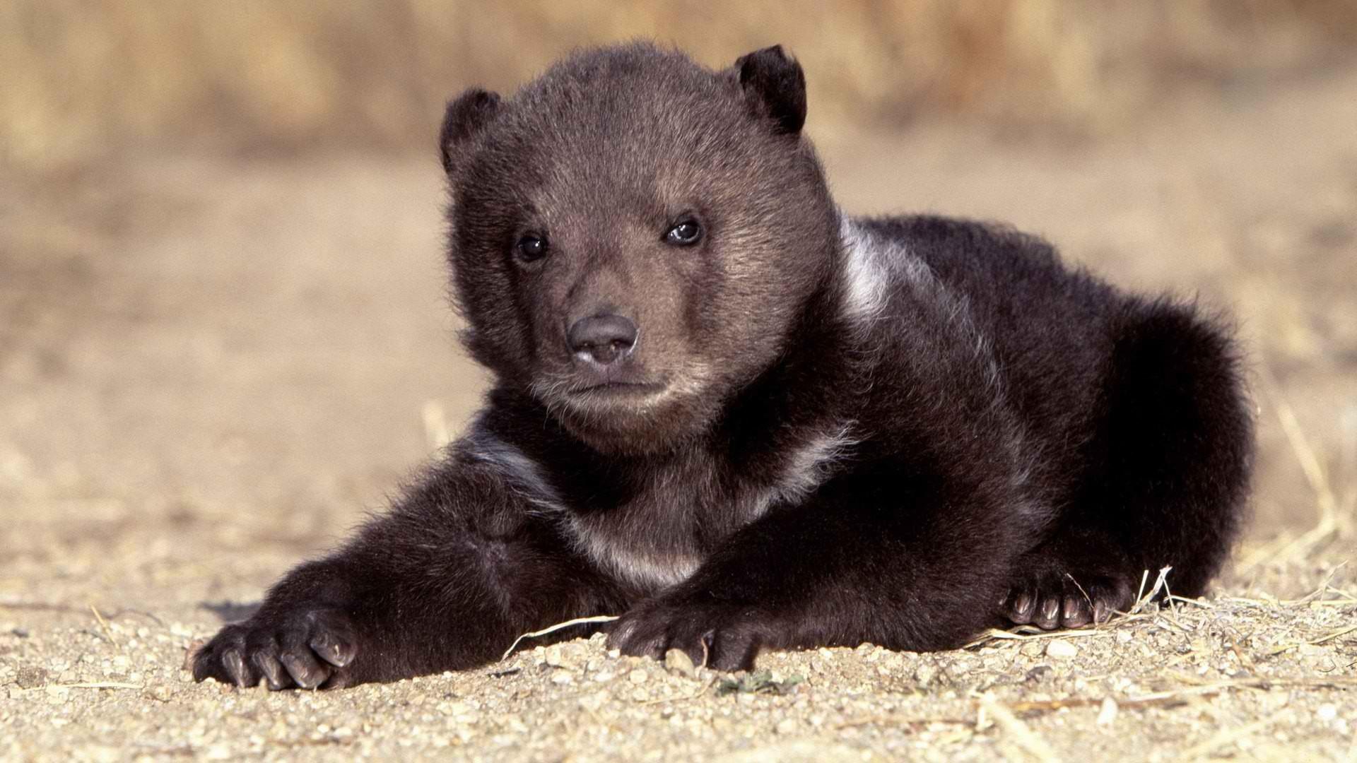 黑熊袭击如何自救,山上遇见黑熊怎么自救