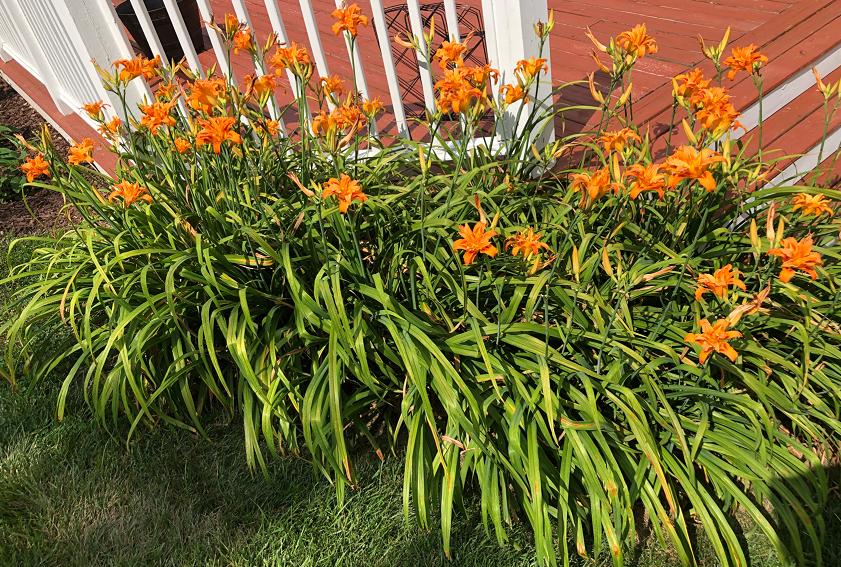 和康乃馨相似的花有哪些,康乃馨花期长又好养的花