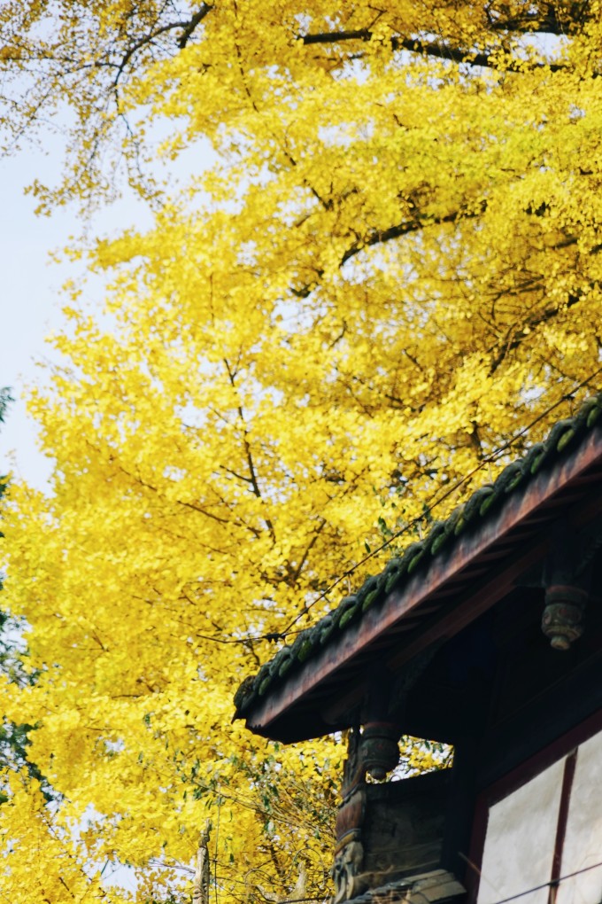 都江堰青城山路线攻略,都江堰青城山交通攻略