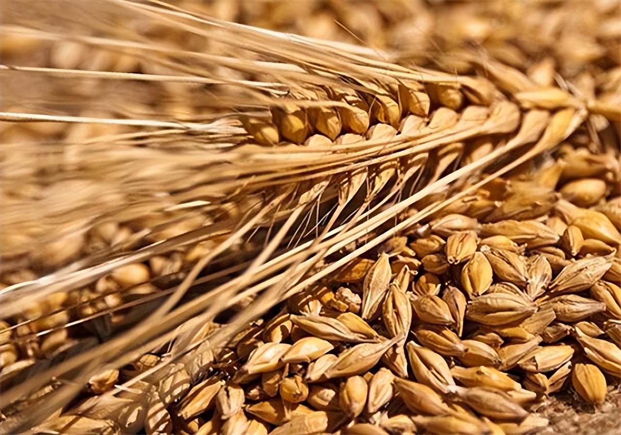 青蛙妊娠试验是什么,为什么青蛙不能验孕