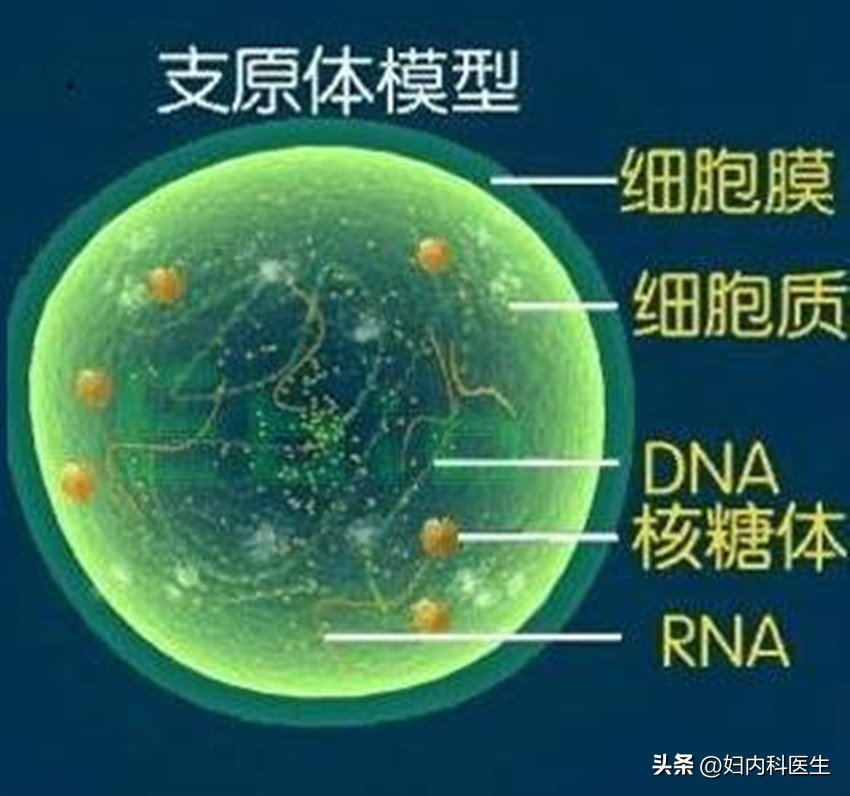 支原体感染的疾病该如何应用阿奇霉素抗菌？医生一文告诉您