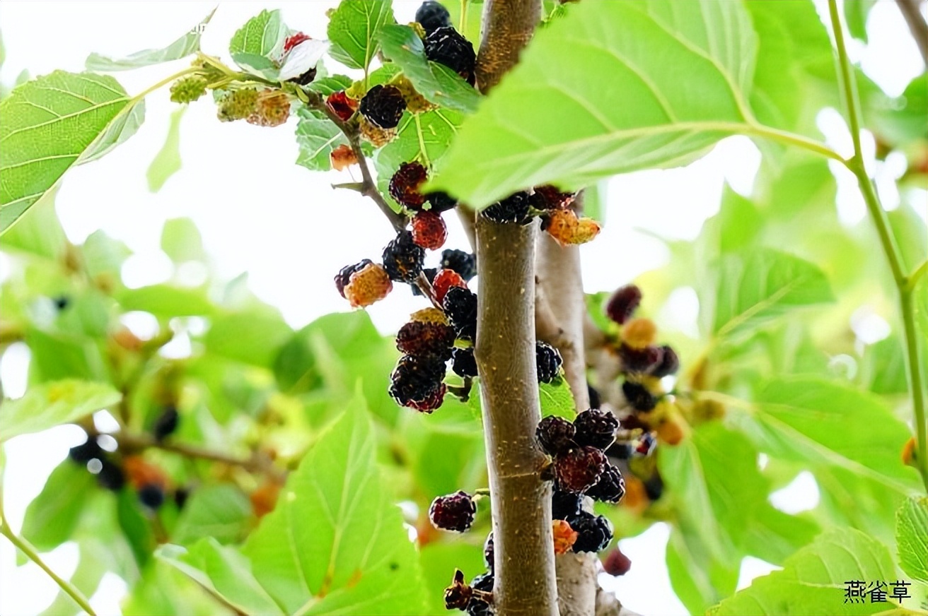 如何挑选桑白皮,带你识别中草药