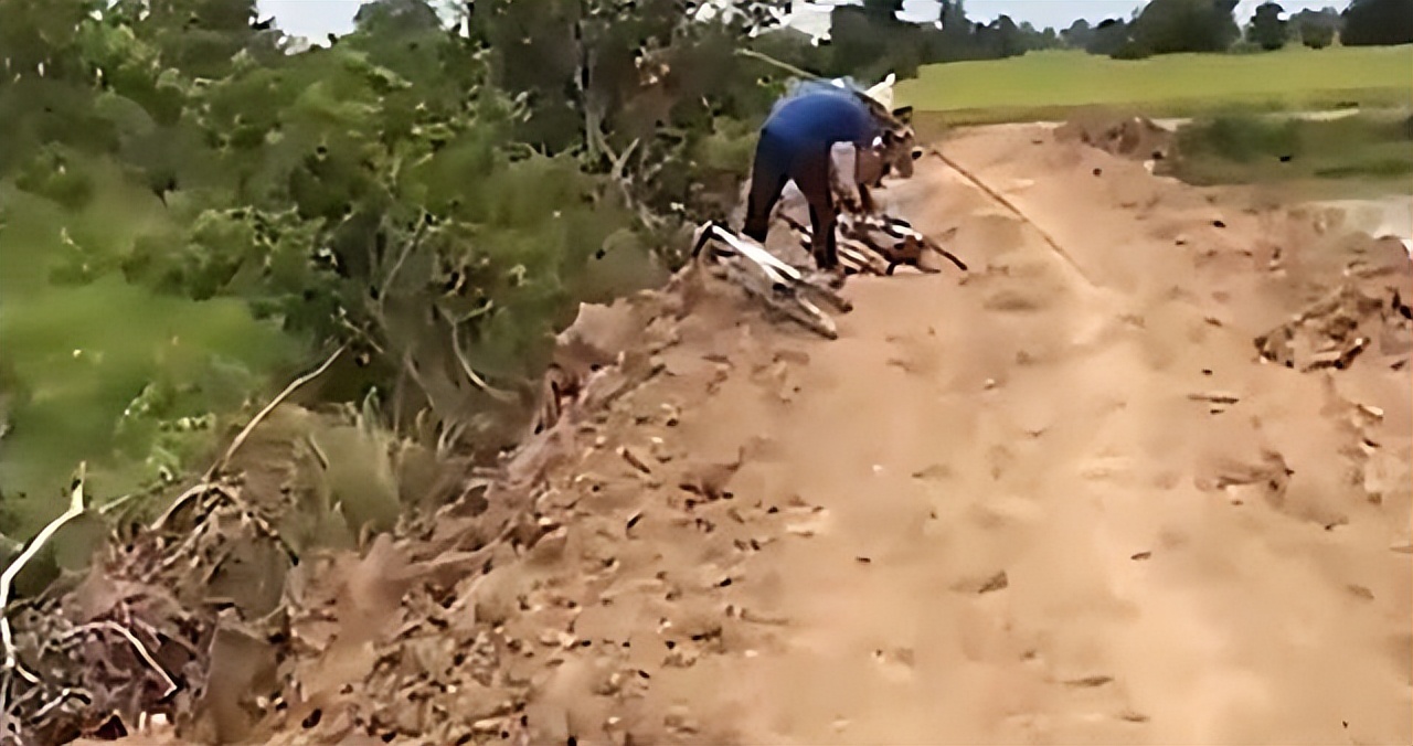 吉林农妇好心收养毒蛇,吉林农夫好心救了一条毒蛇