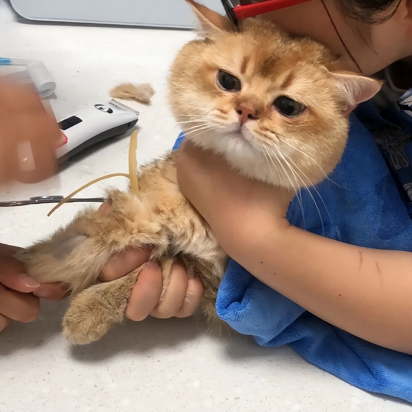 猫咪的养护常识与健康管理,猫咪的养护小常识