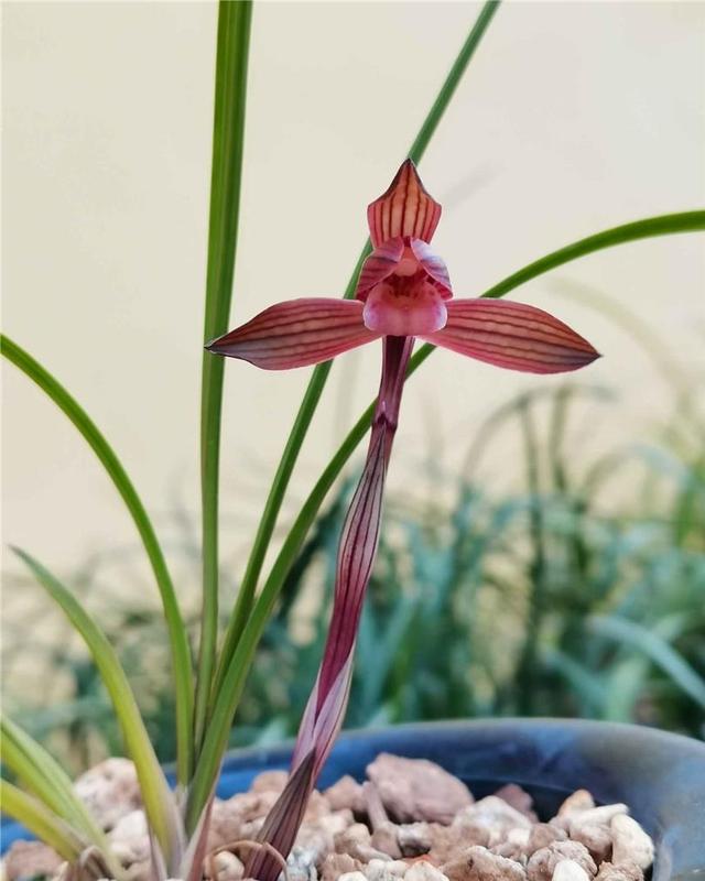 此兰是“云南色花之王”，珍品红素，兰香四溢，开花后仙气十足