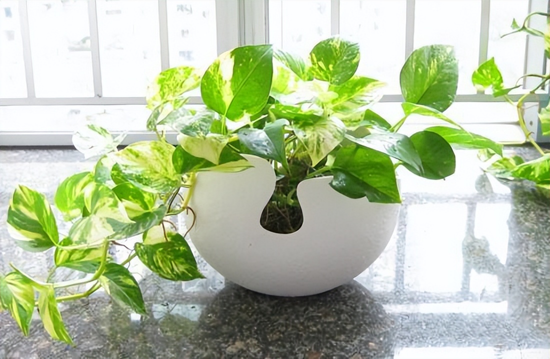 适合室内养的耐阴花和植物,就养这10种耐阴花比绿萝都好养