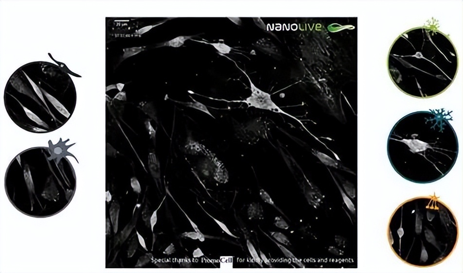 nanolive显微镜,nanolive3d活细胞成像