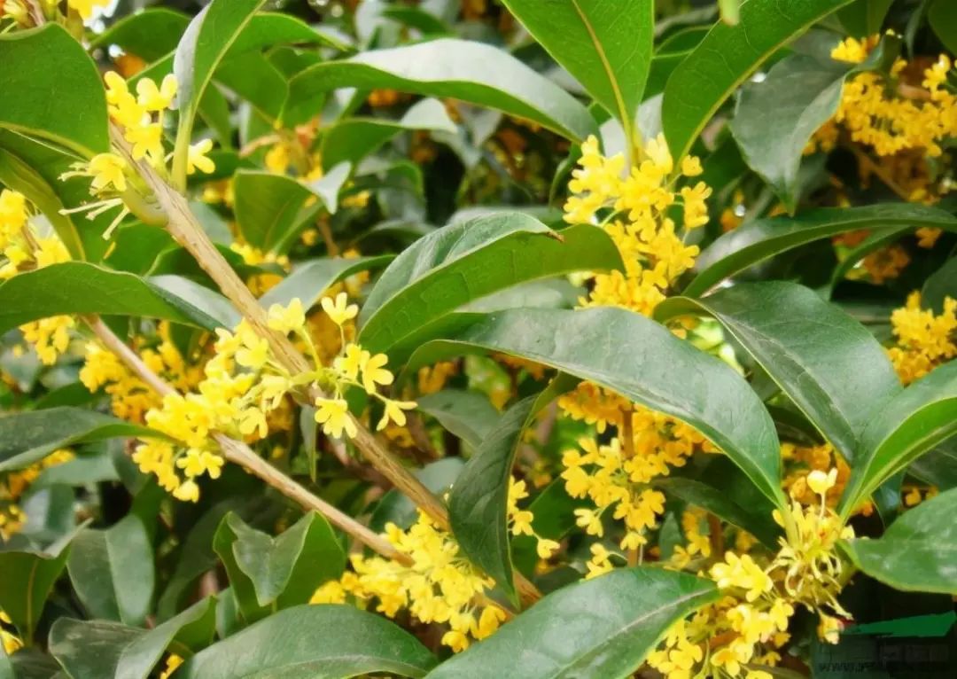 寓意发财好运的花有哪些,六种最旺财吉祥花