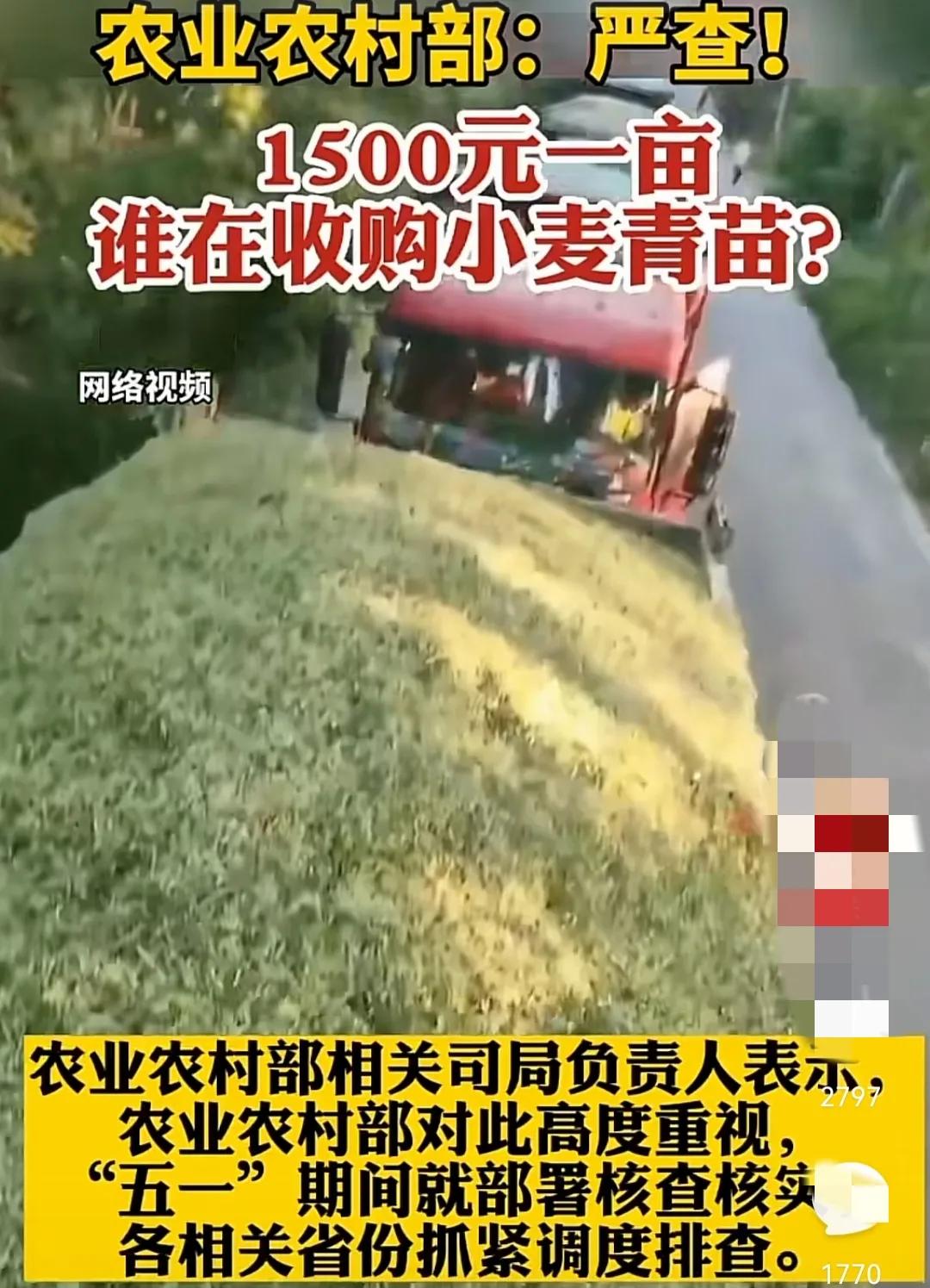 小麦种植青苗费用,农民大量卖小麦青苗