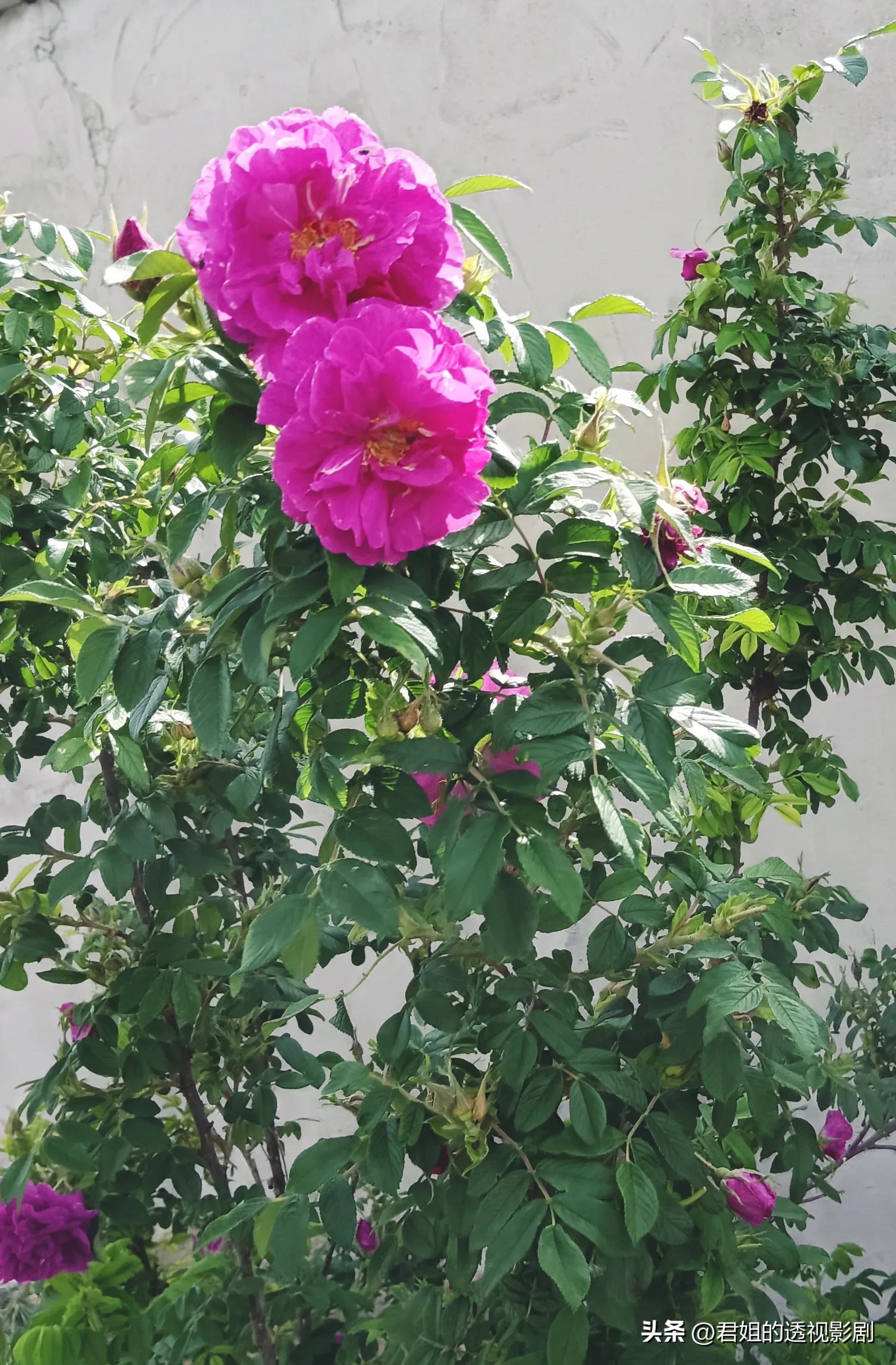 玫瑰花糖怎么做简单又好吃,干玫瑰花怎么做玫瑰糖