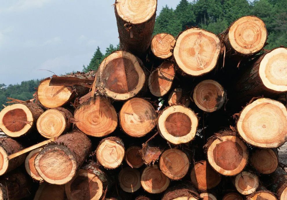 徐州安氏亚森板材怎么样,徐州安氏亚森板材