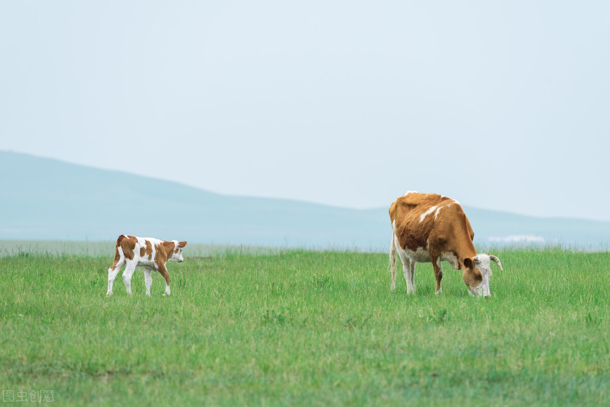 西门塔尔牛今日牛价,牛价西门塔尔