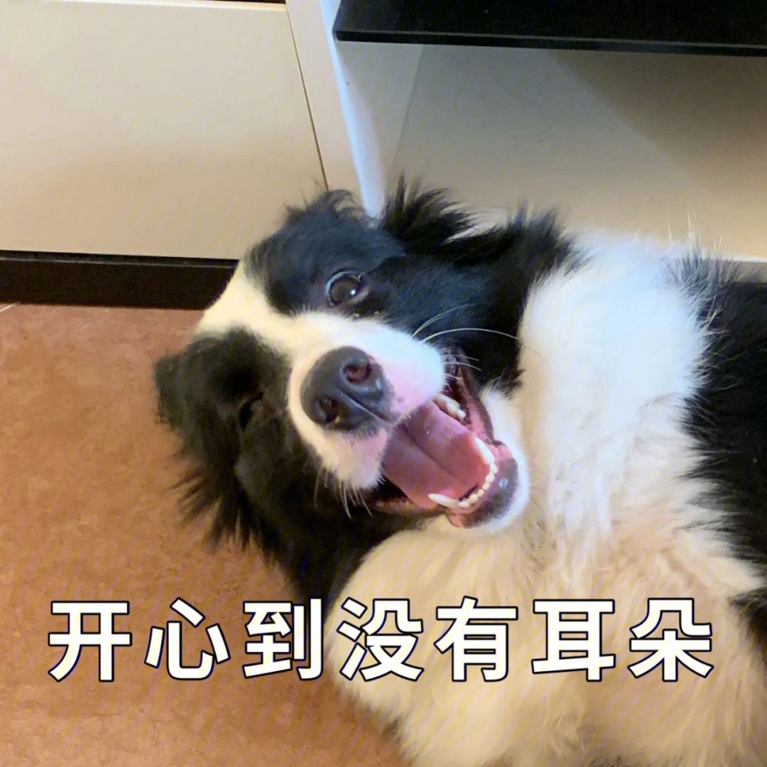 边境牧羊犬你真的了解吗,盘点边境牧羊犬的聪明行为