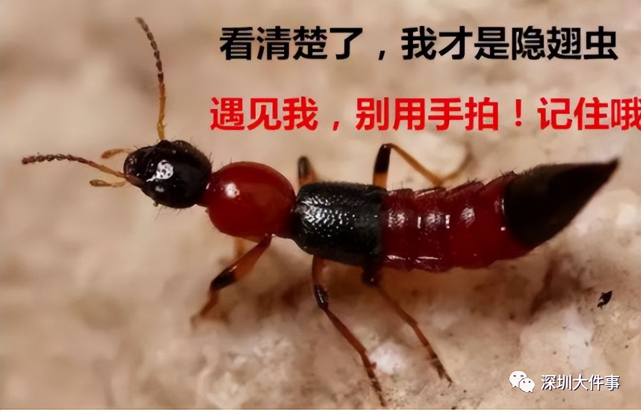 “我的脸被它毁容了…”毒液堪比硫酸！西安也有！