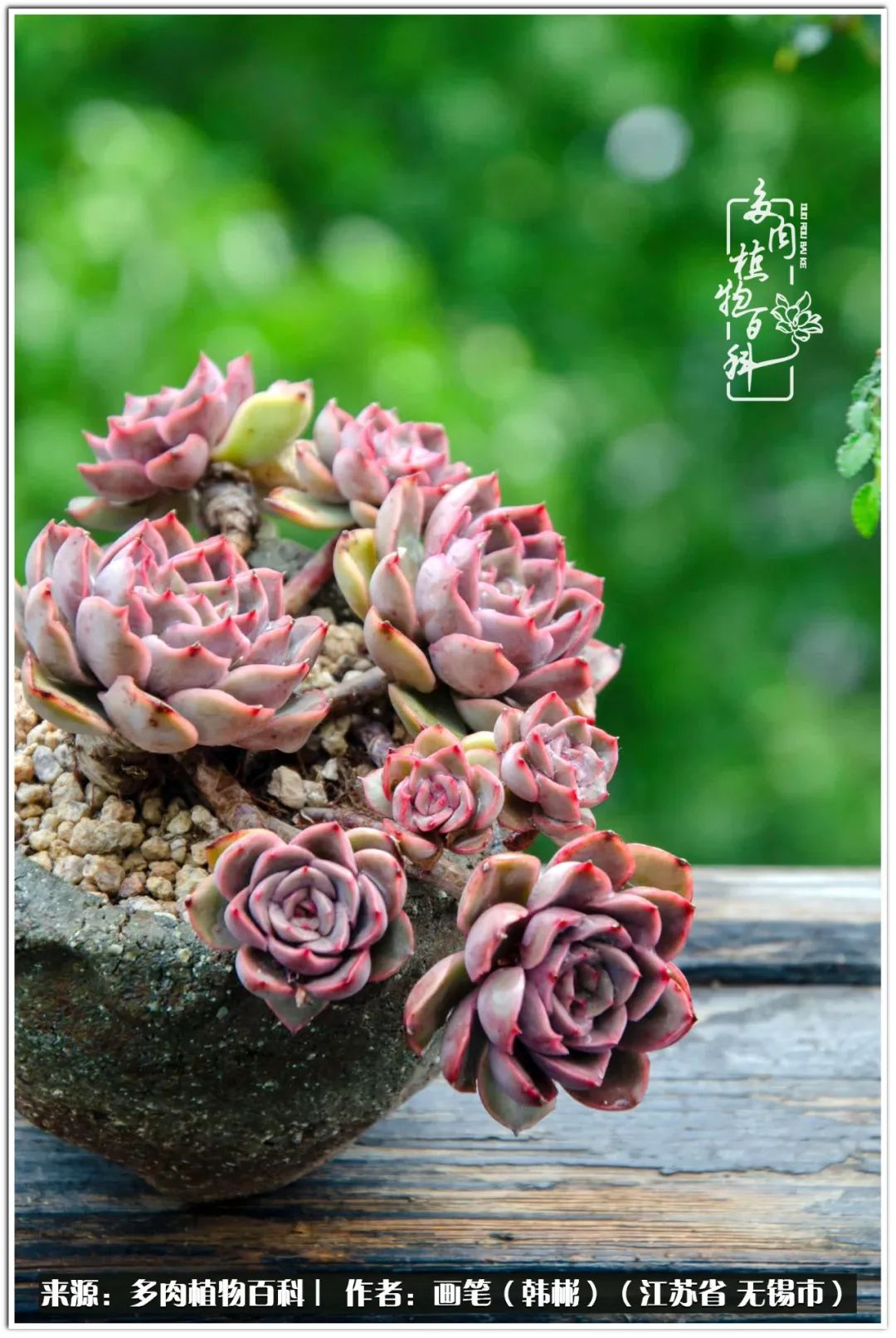 月满西楼别有一番滋味在心头,绿肥红瘦