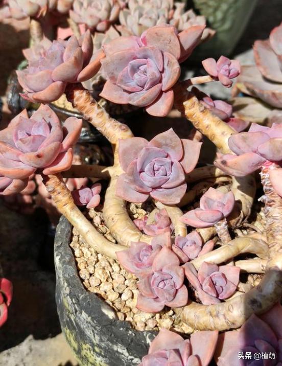 彩虹糖为什么那么甜,为啥彩虹糖会有颜色